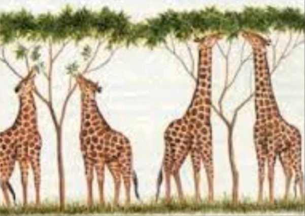 Imagen de jirafas de cuello largo y no tanto que les permite alcanzar las hojas de un árbol