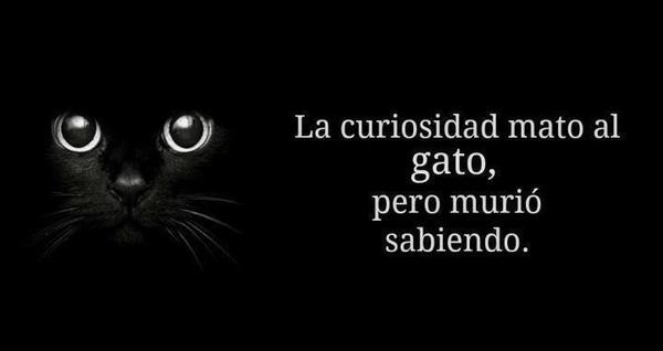 la curiosidad mató al gato